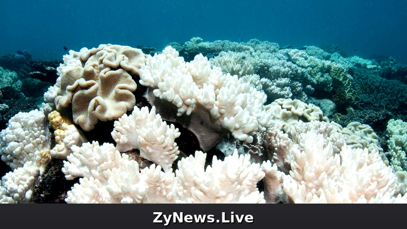 Parts of Great Barrier Reef dying at record rate, alarmed researchers say